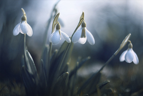 С праздником весны